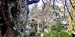 Leura in Autumn photograph 300 x 150 $100